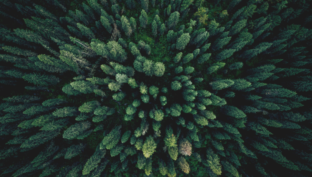 <h3><span class="blue">Solina Deforestation Policy</span></h3>
<p>As part of the Solina family, we follow the Solina Deforestation Policy, which ensures our sourcing practices actively prevent deforestation and habitat destruction. By working closely with our supply chain, we aim to protect biodiversity, preserve ecosystems, and promote sustainable agriculture.</p>
<p>From responsible sourcing and production to reducing environmental impact, we&rsquo;re dedicated to creating culinary solutions that not only taste&nbsp;exceptional but also contribute to a better, more sustainable future.</p>